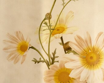 RARE Antique Print Botanical 1880s Lithograph Flower Floral 1884 Horticulture Gardening Home Decor Floristry Severeyns Goffart