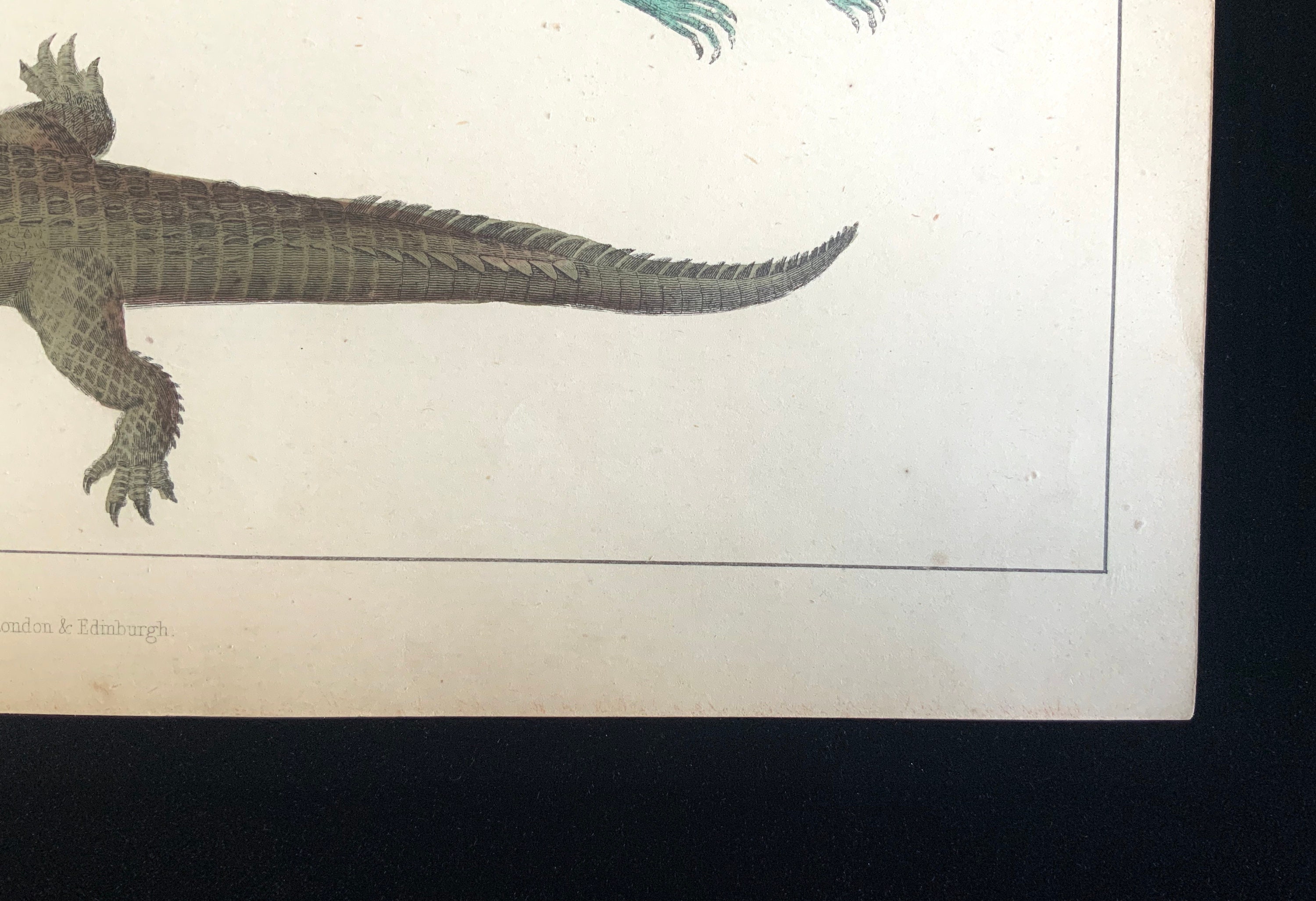 Antique 1870s Hand Coloured CROCODILE LIZARD REPTILE Engraving Natural ...