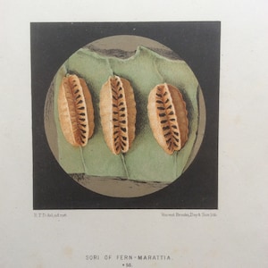 Peut inclure: Une image en gros plan de trois spores de fougère brunes, agrandies 50 fois, sur une feuille verte. Les spores sont disposées en rangée et ont une surface texturée. L'image est intitulée "SORI OF FERN-MARATTIA."
