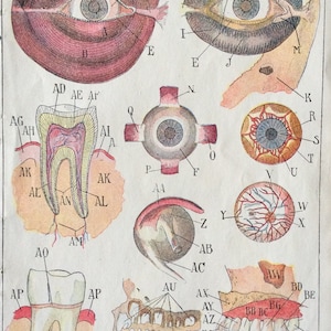 Antique Print French Anatomy Bookplate Print 1910 EYE DISSECTION TEETH Dental Medical Diagram