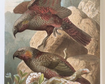 Original Antique Bookplate Chromolithograph 1895 Parrot Victorian Avian Natural History Print KAKA PARROT