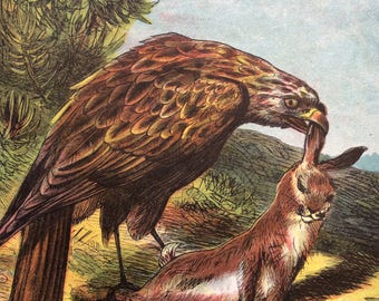 Antike Druck 1870 BIRD der Beute Lithographie Avian KITE Druck über 145 Jahre alt