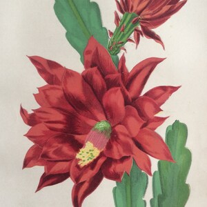 RARE Antique Print Botanical 1870s CACTUS Chromolithograph Flower Floral 1874 Horticulture Gardening Home Decor Floristry Severeyns