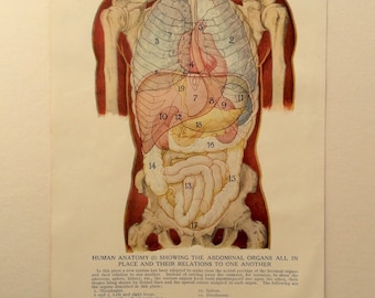 写真で見る 人体解剖図 医学書院 レア ヴィンテージ il_340x270.909857037_l2nf.jpg
