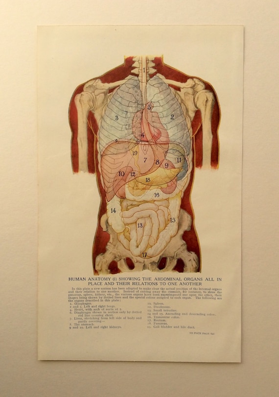 Ilustracja Nadruk Anatomii Człowieka Rysunek Rozwarstwienie