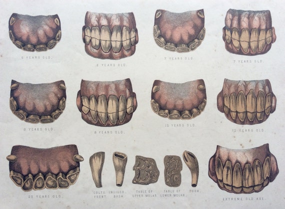 Antique 1880 Engraving HORSE ANATOMY TEETH Dental Veterinary | Etsy