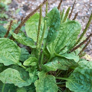 May include: Close-up of a plantain plant with large, green, veined leaves and tall, slender seed heads. The plantain is in focus, with a blurred background of other plants and soil. The image highlights the plant's natural texture and form.