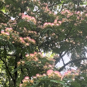 Pink Mimosa Persian Silk Tree Cuttings Albizia Julibrissin Qty 5 (8-10”)