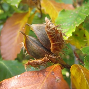 American Beech Tree Fagus Grandifolia Seeds Qty: 15 NC Organic/Pesticide Free