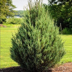 Puede incluir: Un arbusto perenne denso y cónico con follaje fino en forma de aguja en tonos verde vibrante y verde azulado. La planta tiene un hábito de crecimiento simétrico y erguido con una parte superior puntiaguda, situada sobre mantillo marrón.