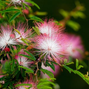 May include: A cluster of mimosa flowers featuring delicate, radiating filaments that transition from a white base to vibrant pink tips. The blossoms are surrounded by small, pinnate green leaves on thin, woody branches against a dark background.