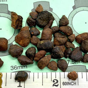 Puede incluir: Un conjunto de pequeñas piedras de color marrón oscuro de formas irregulares. Algunas piedras parecen más lisas que otras. Se ve una regla con medidas en pulgadas, las piedras miden aproximadamente 1,3 a 3,8 cm.