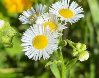 Daisy Fleabane White Erigeron Annuus (Qty: 50) Seeds NC Organic
