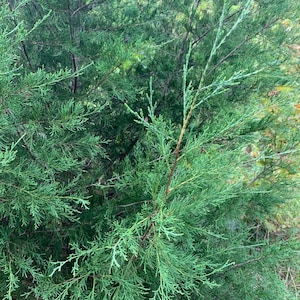 May include: Close-up of a vibrant green evergreen tree with feathery, needle-like leaves. The branches are a mix of light and dark green, creating a textured appearance. The background is a blur of other green foliage.
