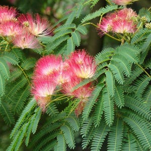 One (1) 4-8&quot; Pink Mimosa Persian Silk Tree Albizia Julibrissin Bareroot Sapling