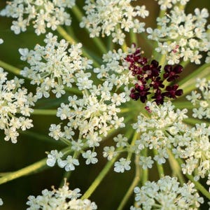 Wildly Elegant Queen Anne&#39;s Lace (Daucus Carota) Qty 100 Seeds NC Summer 2025