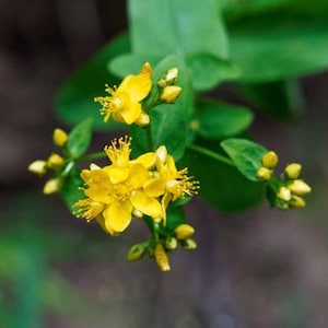 May include: Close-up of a cluster of bright yellow flowers with prominent stamens and unopened buds. The flowers are surrounded by green leaves, creating a natural and vibrant composition. The background is blurred, emphasizing the floral details.
