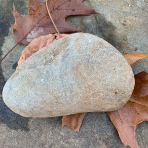 May include: A smooth, light-colored rock with a rounded shape, resting on a surface with fallen brown leaves. The rock has a speckled texture and varying shades of tan and gray.