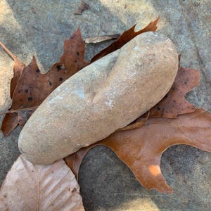 Puede incluir: Una piedra lisa, de color marrón claro, con forma curva, que descansa sobre un lecho de hojas marrones secas. La piedra tiene un aspecto natural y desgastado, lo que sugiere que fue encontrada al aire libre. Las hojas añaden un toque de color y textura otoñal.