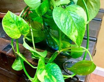 Golden Pothos Epipremnum aureum (Qty: 4) UNROOTED Cuttings 4"-6" NC Organic