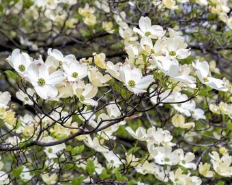 White Eastern American Flowering Dogwood Cornus florida Tree Seeds (Qty: 10) NC Organic
