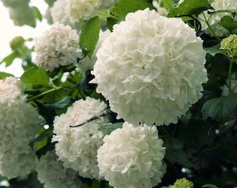 Japansk snöbollsviburnum utan rot för förökning (antal: 3) 15-20 cm NC ekologisk