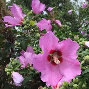 2 Rose of Sharon Hibiscus Syriacus Purple Live Bareroot Plants 4-8” NC Organic
