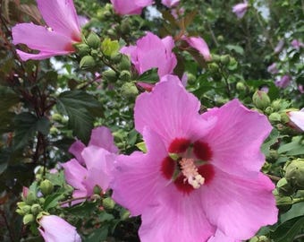 Rose of Sharon Hibiscus Syriacus Purple Lilac (Antal: 5) 6-8” sticklingar NC Organic
