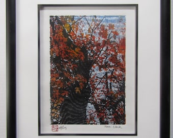 Red Leaf twisted Maple Tree original hand carved woodblock print Japanese Moku Hanga signed Clark, CUSTOM FRAMED!