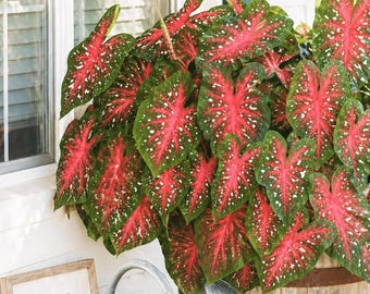 Red Flash Caladium Bulbs – Fancy Color Perennial Shade Plant for Garden & Containers