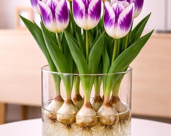 Bulbos de tulipán Amethyst Flame preenfriados para floración en interiores