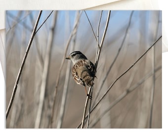 Sentinel Sparrow Note Cards | Nature Photography | Bird Photos | Wild Birds | Wildlife | California