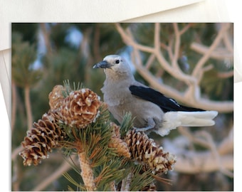 Clark's Nutcracker Note Cards | Nature Photography | Bird Photography | California Photography | White Mountains | Bristlecone Pines