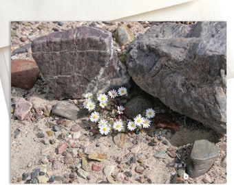 Micro Daisies Desert Flower Note Cards | Nature Photography | Desert Photos | Wildflowers | Death Valley | California