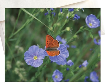 Butterfly on Blue Flax – Aspen Meadow Note Cards (Box of 8)