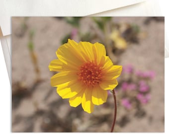 Desert Gold Wildflower Note Cards | Nature Photography | Desert Scene | Wildflowers | Death Valley | California