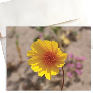 A close-up photo of a bright yellow Desert Gold wildflower in full bloom at Death Valley National Park. The harsh desert landscape with its parched earth and rugged mountains stretches out in the background.