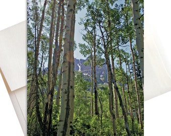 Tall Trees – Springtime Aspen Grove Note Cards (Box of 8)