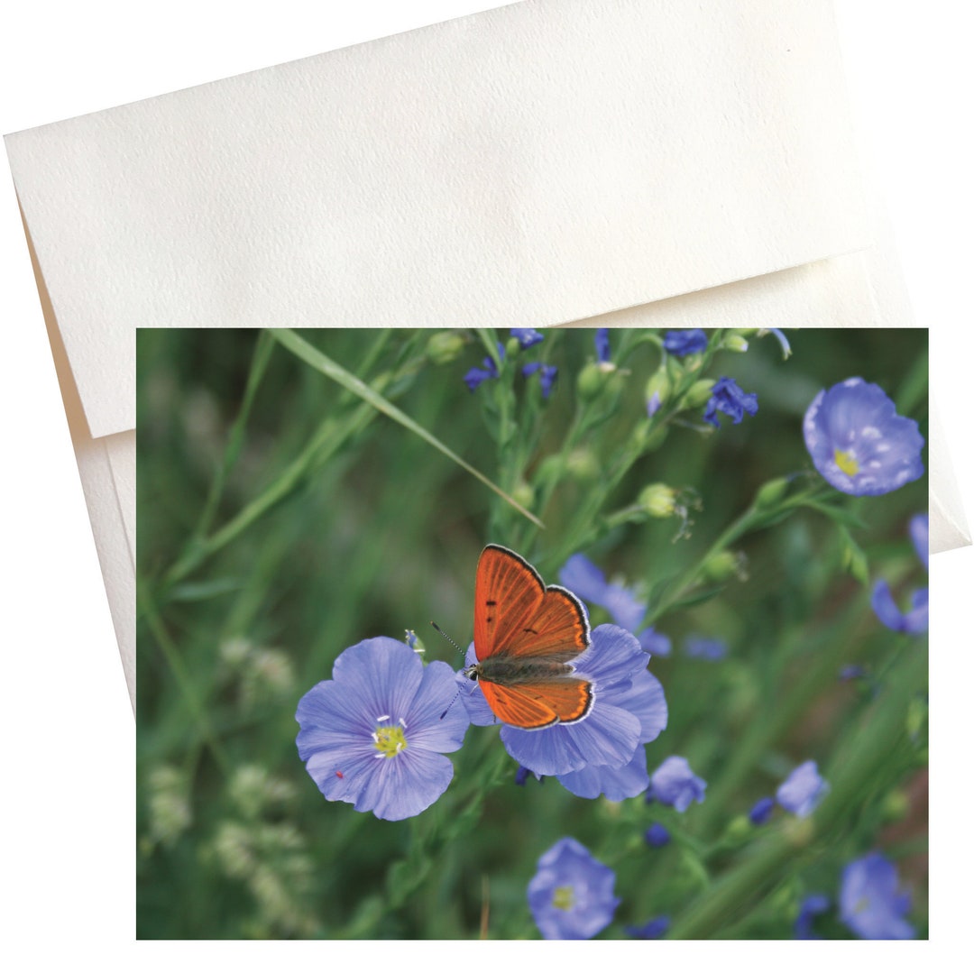 Butterfly Blue Flax Boxed Note Cards – Monarch on Blue Wildflower, 8 A2 ...