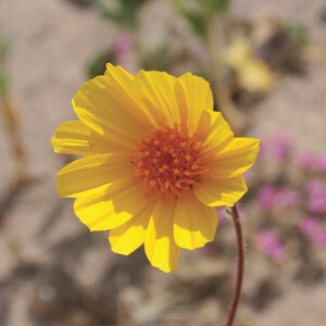 Desert Gold Death Valley Wildflower Note Cards Box of 8 image 2
