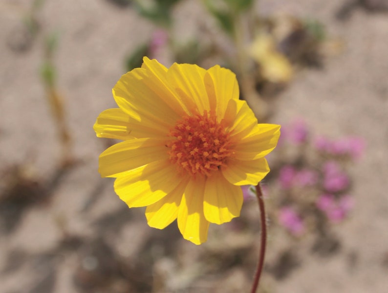 Desert Gold Death Valley Wildflower Note Cards Box of 8 image 2