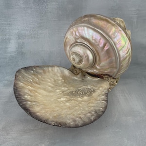 May include: A large, iridescent seashell with a spiral top and a wide, open base. The shell displays a pearlescent sheen with hints of pink, green, and gold. The base has a textured, speckled appearance, and the overall form is natural and organic.