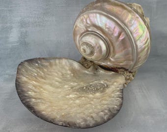 Expositor de joyas de concha de nácar Turbo, bandeja decorativa de concha de estilo vintage, cuenco decorativo de concha para el baño o tocador.