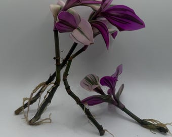 Tradescantia Nanouk Plant Cuttings, Purple and Green Variegated Leaves