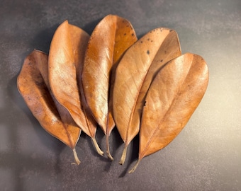 Hojarasca de magnolia doblemente desinfectada - Sustrato para reptiles