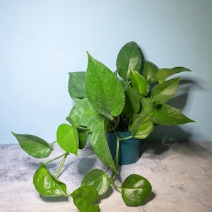 Puede incluir: Una planta potos colgante con hojas en forma de corazón de color verde variegado, plantada en un recipiente de plástico color verde azulado. La planta presenta múltiples tallos que se extienden hacia afuera con follaje brillante y variado.