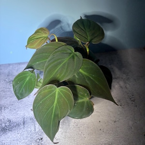 May include: A Philodendron micans plant featuring heart-shaped, velvety leaves with a deep green and bronze-toned coloration. The foliage displays prominent veins and a soft, matte texture, with several leaves extending outward from a central stem.