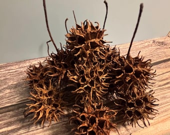 Cápsulas de Liquidámbar doblemente desinfectadas - Suministros para reptiles e isópodos