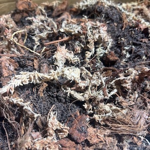 Pode incluir: Close-up de uma mistura de materiais orgânicos, incluindo terra escura, musgo claro e pedaços de casca marrom. As texturas variam de grossas a finas, criando uma aparência natural e terrosa. Ideal para jardinagem e cuidado de plantas.