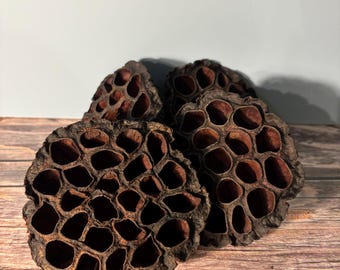 4-Count Double-Santized Lotus Pods - Reptile/Isopod Supplies